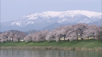蔵王　白石川と桜並木