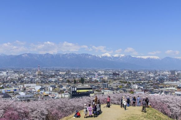 弘法山桜